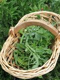 Salad rocket